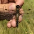 Стрекозы Мордовии/Dragonflies Of Mordovia (Russia) icon