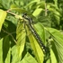 Стрекозы Татарстана/Dragonflies Of Tatarstan (Russia) icon