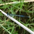 Стрекозы Чечни/Dragonflies Of Chechnya (Russia) icon