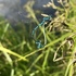 Стрекозы Адыгеи/Dragonflies Of Adygea (Russia) icon