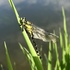 Стрекозы Самарской области/Dragonflies of the Samara region (Russia) icon