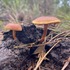 Finding Fungi &amp; Lichen of Palm Beach County icon