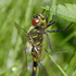 Стрекозы Кировской области/Dragonflies of the Kirov region (Russia) icon