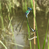 Стрекозы Ханты-Мансийска/Dragonflies Of Khanty-Mansiysk (Russia) icon