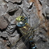 Стрекозы Ямало-Ненецкого АО/Dragonflies of Yamalo-Nenets Autonomous district (Russia) icon