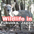 Fukuoka Wildlife icon
