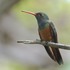 Aves Selva Maya - Registro Fotográfico icon