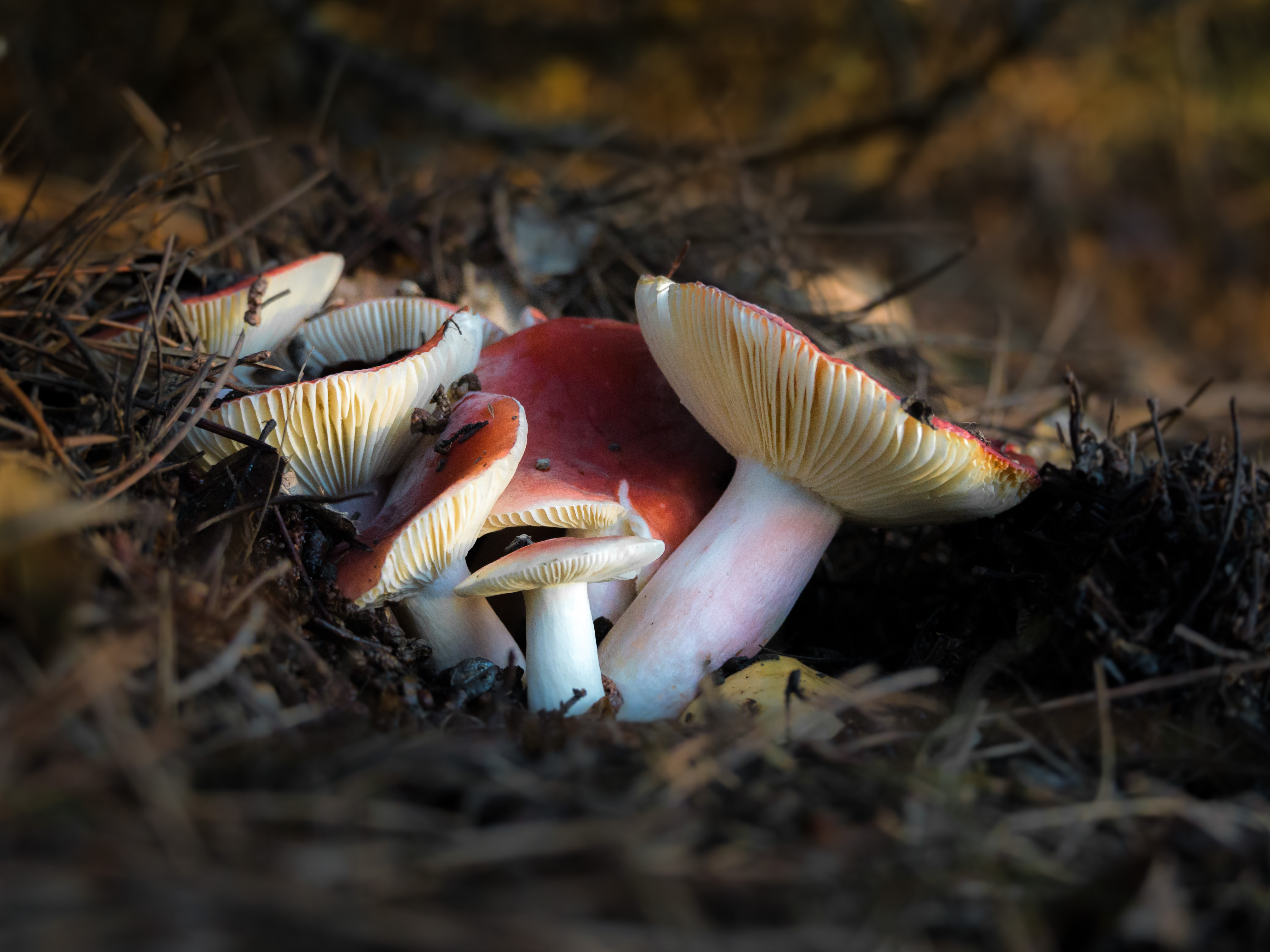 2021 Tilden Fungus Fair Mycoblitz ยท iNaturalist