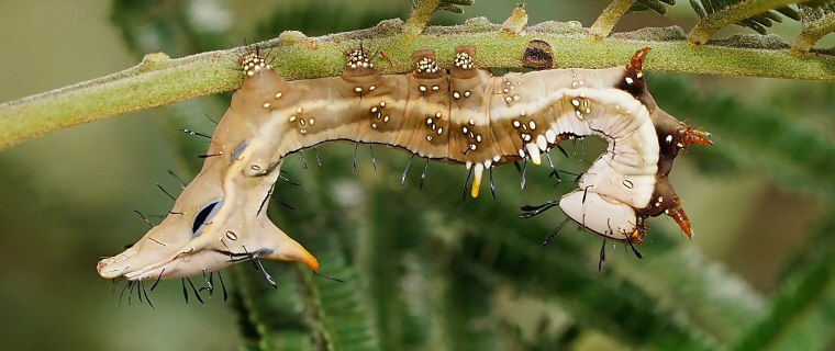 White Cedar Moth (Leptocneria reducta) · iNaturalist Australia