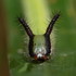 Australian Caterpillars icon