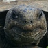 Gopher Tortoises in Southeast Florida icon