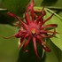Magnoliopsida-Austrobaileyales-(5) , en Tijuana icon