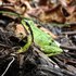 Amphibians of Mount Rainer icon