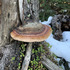 Mushrooms of Mount Rainier icon