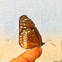 Biodiversity of Durg Forest Division icon