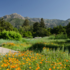 Santa Barbara Botanic Garden Community Science Projects icon