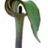 RI Signs of Spring icon