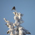 Марафон «Под Снегом на iNaturalist» icon