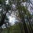 Polinizadores en bosques de pino icon