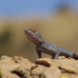 Rock agamas from the Magaliesberg icon