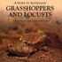 Australian grasshoppers not featured in A Guide to Australian Grasshoppers and Locusts icon