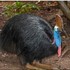 Southern Cassowary icon