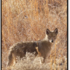 Coyotes in MoCo Parks icon