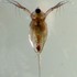 Freshwater Plankton of Brevard County Florida icon