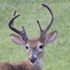 Shed Antlers icon