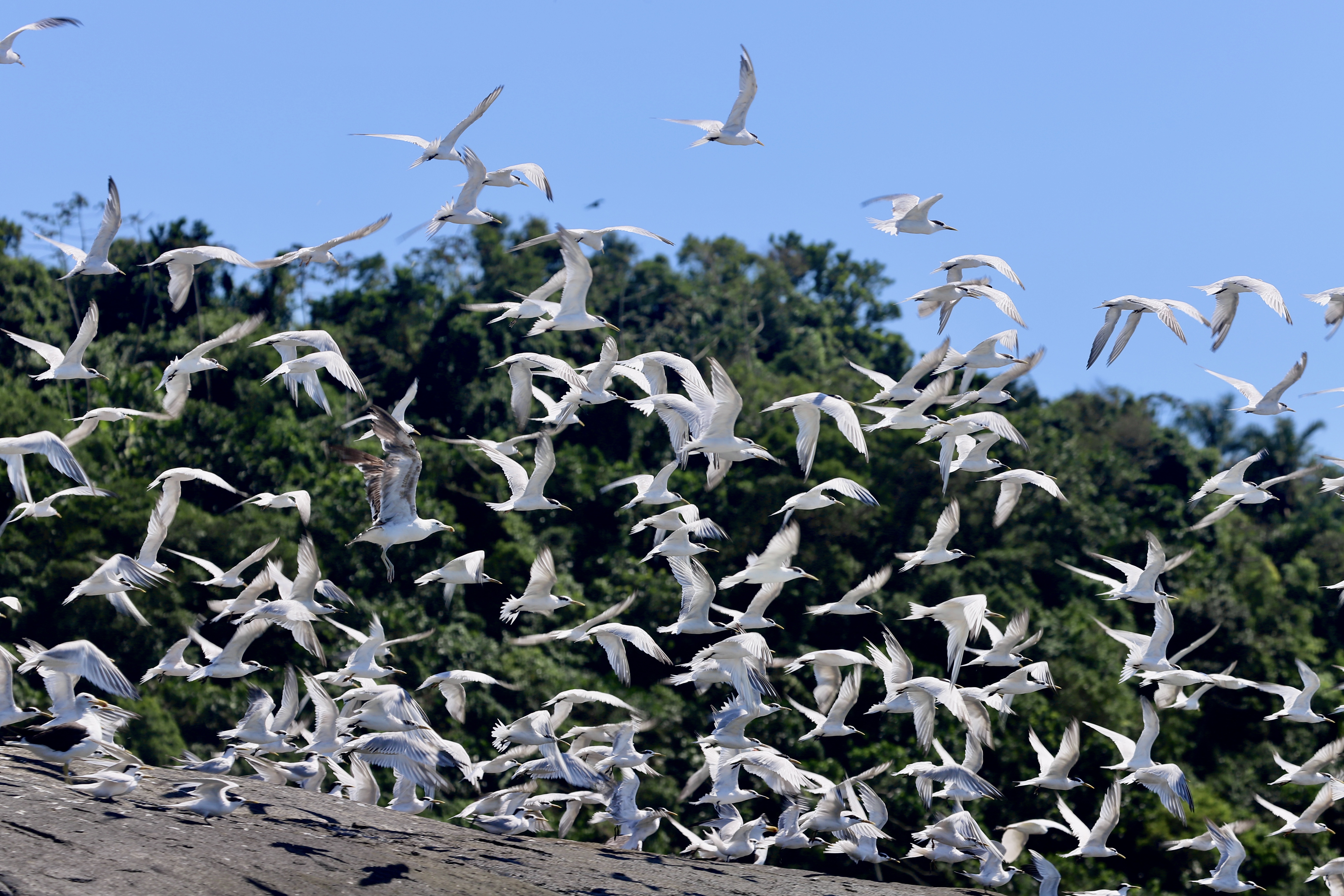 Projeto Trinta-réis e Gaivotas do Litoral Paulista
