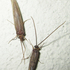 Caddisflies - Trichoptera of Botswana icon
