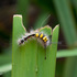 Hainan Caterpillar Blitz icon