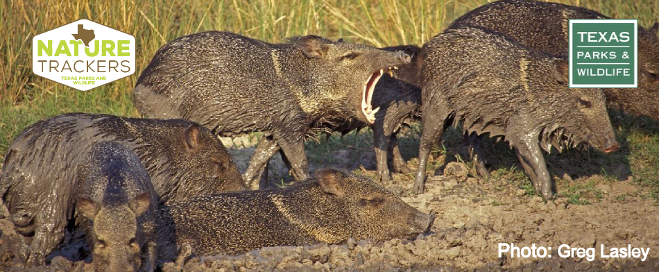 Mammals Of Texas INaturalist