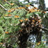 Monitoreo y etiquetado de Mariposa monarca icon
