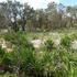 Plants of Seminole State Forest icon