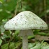 Amanita Mushrooms of Essex County, Ontario icon