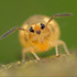 Collembola of Oklahoma icon