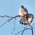 Birds of Mendocino Coast Botanical Gardens icon