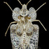 Insects in Maramureș County (Romania) icon