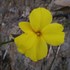 Pyoli प्योली/बसंती: An Early Spring Flower Phenology icon