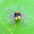 Jumping Spiders of Eastern North America icon