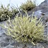 Fog Lichens icon