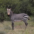 Mountain Zebra National Park icon
