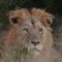 Kruger National Park icon