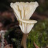 Kingdom Fungi: Maritimes icon