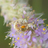 Mating bees icon