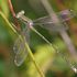 Dragonflies and Damselflies of North Africa icon