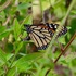 Mariposa monarca: Yucatán icon