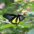 Butterflies of Salem, TN , India icon