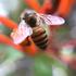 BEES AND WASPS OF SRI LANKA icon